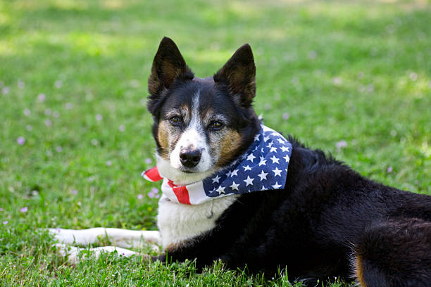 American Pride - Dog with Flag Bandanna stock photo