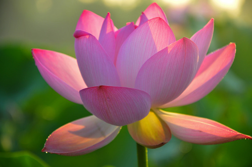 blossoming lotus flower iin sunrise