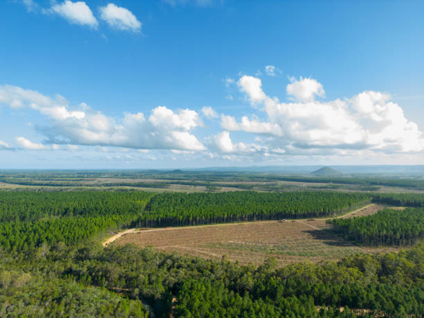 istock Logged section of pine forest plantation 1476877936