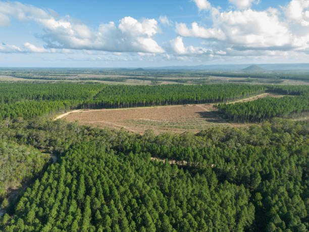 istock Logged section of pine forest plantation 1476877938