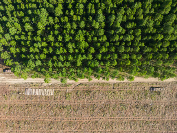 logged section of pine forest plantation - logging road imagens e fotografias de stock