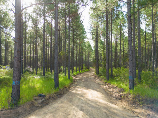 Logged section of pine forest plantation in the Sunshine Coast hinterland, Queensland, Australia
