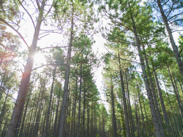 logged section of pine forest plantation - logging road imagens e fotografias de stock