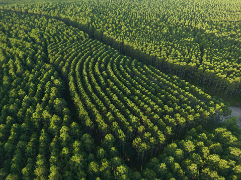 Large scale pine forest plantation in the Sunshine Coast hinterland, Queensland, Australia