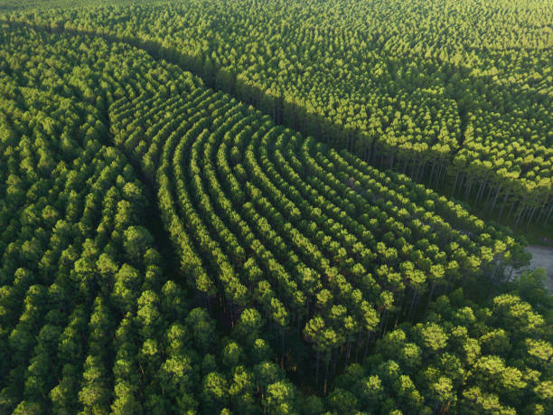 Large scale pine forest plantation, Queensland, Australia Large scale pine forest plantation in the Sunshine Coast hinterland, Queensland, Australia tree farm stock pictures, royalty-free photos & images