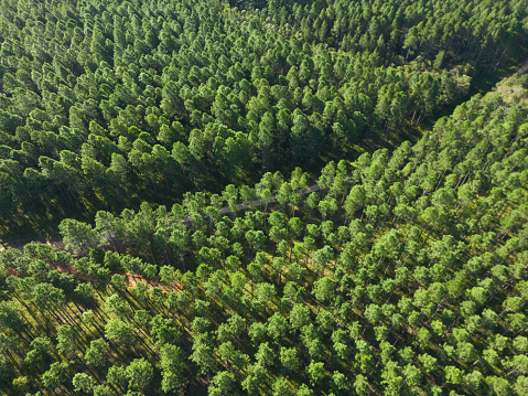 Large scale pine forest plantation in the Sunshine Coast hinterland, Queensland, Australia