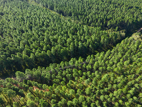 Large scale pine forest plantation in the Sunshine Coast hinterland, Queensland, Australia