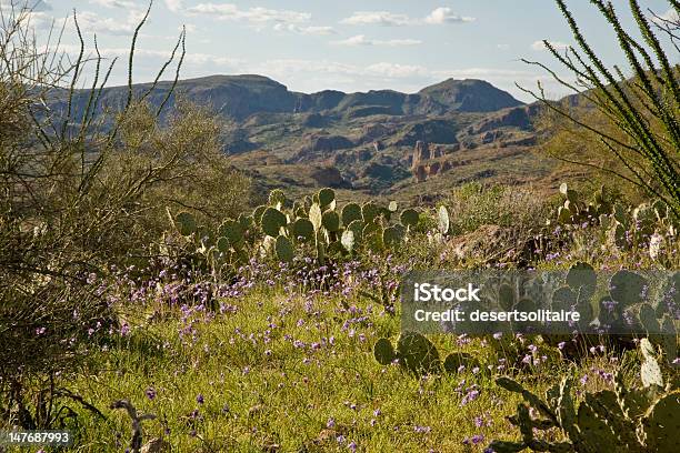 Cato Do Deserto Flores E Montanhas - Fotografias de stock e mais imagens de Ao Ar Livre - Ao Ar Livre, Arizona, Azul