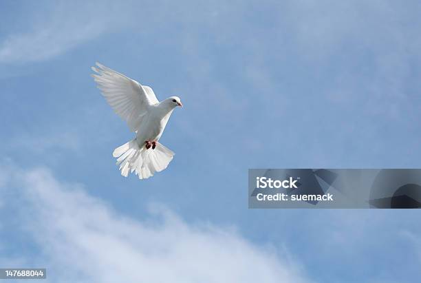 Weiße Taube Im Flug Stockfoto und mehr Bilder von Anmut - Anmut, Eleganz, Fliegen