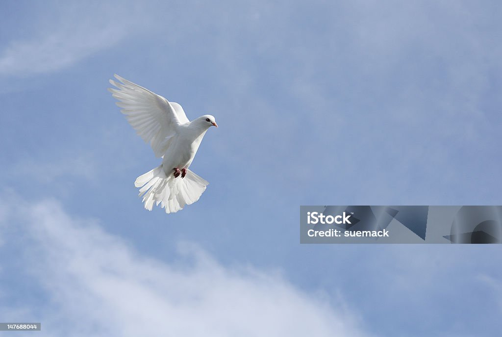 Paloma blanca en vuelo - Foto de stock de Belleza libre de derechos
