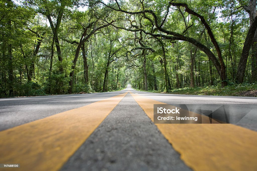 Road level yellow stripes Road level shot of a tree covered empty road with yellow stripes leading in the distance creating a vanishing effect. Florida - US State Stock Photo