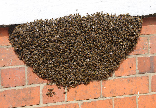 abelhas - swarm of bees imagens e fotografias de stock