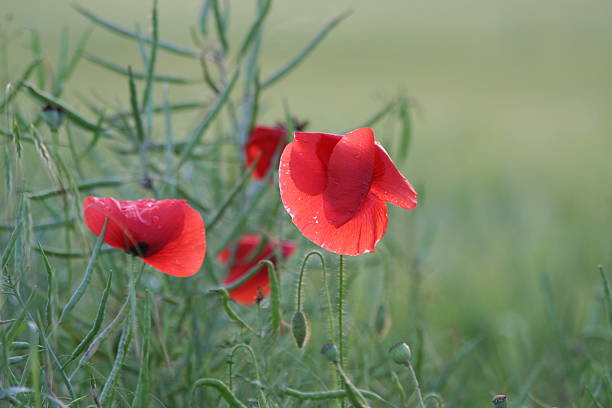 Red corn poppies in front of rape plants stock photo