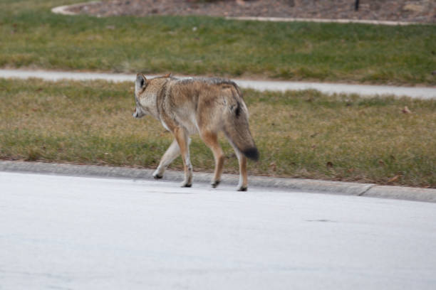 istock Urban Coyote Walking down Street 1476885855