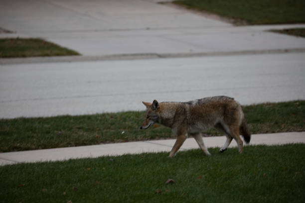 istock Urban Coyote Walking Down Sidewalk 1476885861