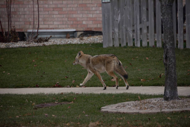 istock Urban Coyote Walking down Sidewalk 1476885869