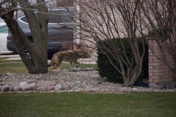 istock Urban Coyote By House 1476885906