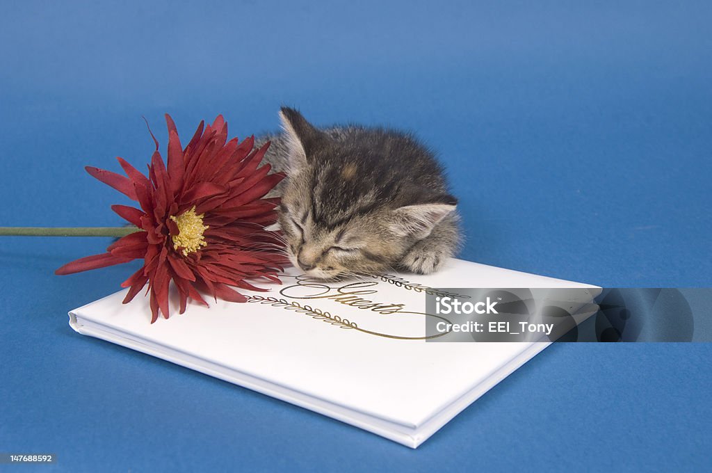 Um gatinho com o hóspede reservar e flores - Foto de stock de Amizade royalty-free