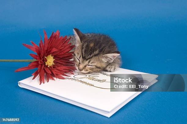 Foto de Um Gatinho Com O Hóspede Reservar E Flores e mais fotos de stock de Amizade - Amizade, Animal, Animal de estimação