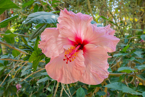 Hibiscus flower in full bloom during springtime in a public park in India
