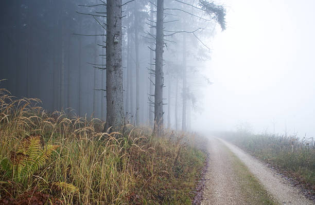 misty landscape stock photo