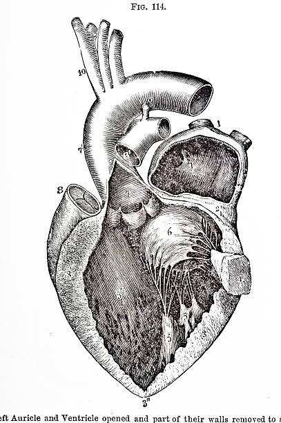 휴머니즘 심장 다이어그램 - left ventricle stock illustrations