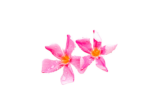 Pink Nerium oleandes L. flower with water drop isolated on white background