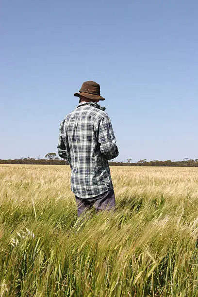 Farmer standing in a crop of wheat, Photographed in Western Australia.