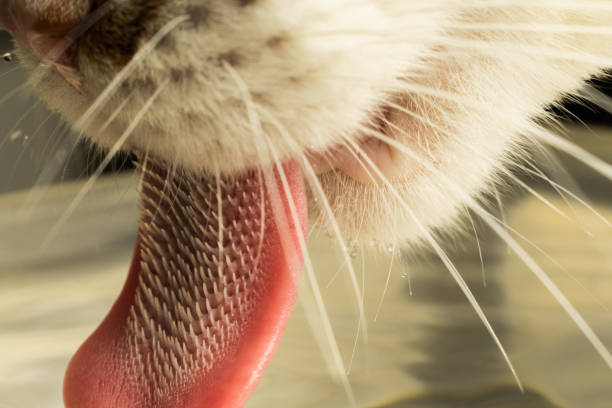 Thirst Quenched: A Close-Up of a Refreshed Cat Drinking Water