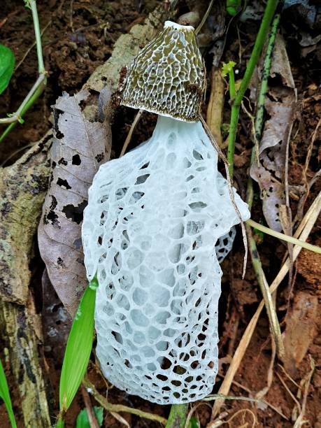 istock Bridal veil mushroom 1476891161