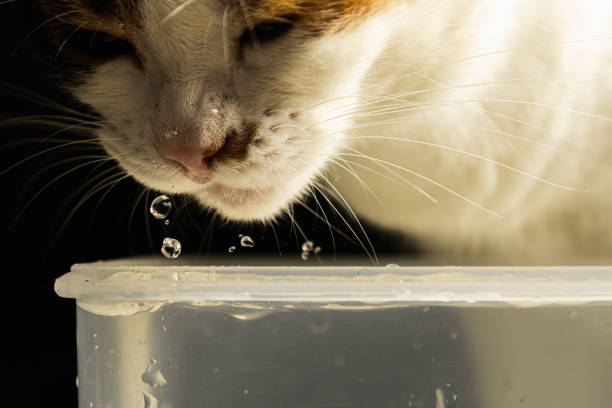 istock Thirst Quenched: A Close-Up of a Refreshed Cat Drinking Water 1476891178
