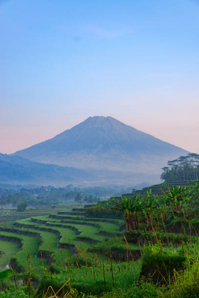 istock Terraced rice field with a huge mountain in the background 1476891450