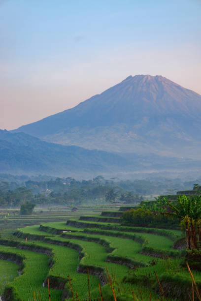 istock Terraced rice field with a huge mountain in the background 1476891542