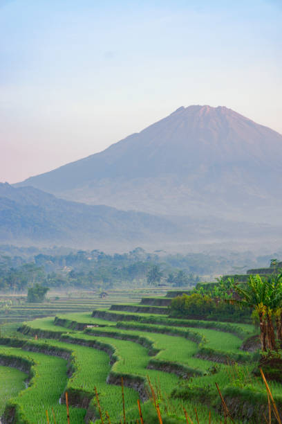 istock Terraced rice field with a huge mountain in the background 1476891555