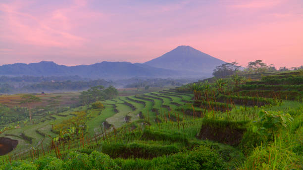 istock Terraced rice field with a huge mountain and sunrise sky 1476891561