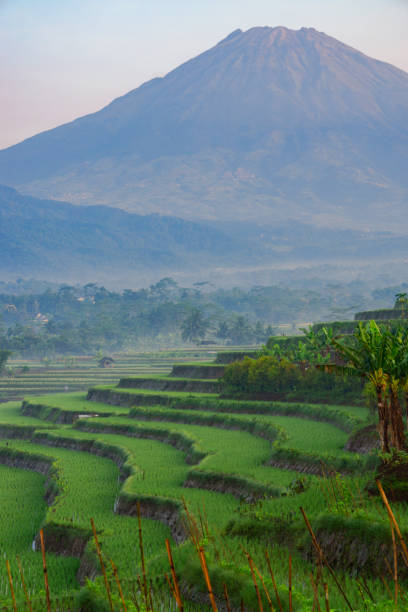 istock Terraced rice field with a huge mountain in the background 1476891565