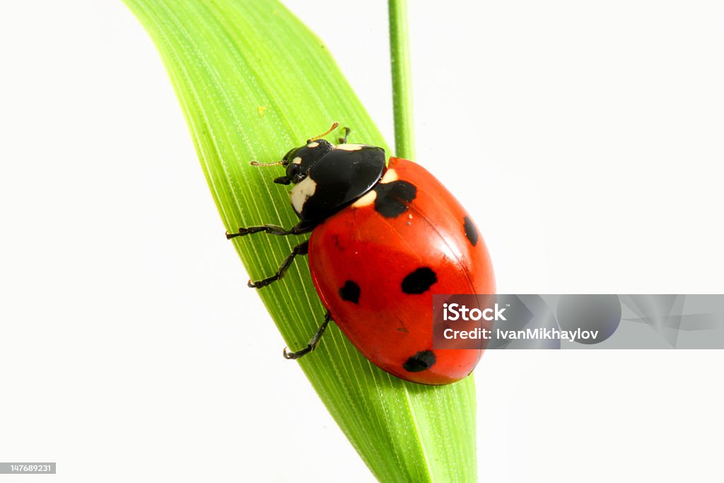 Coccinella andare - Foto stock royalty-free di Ambiente