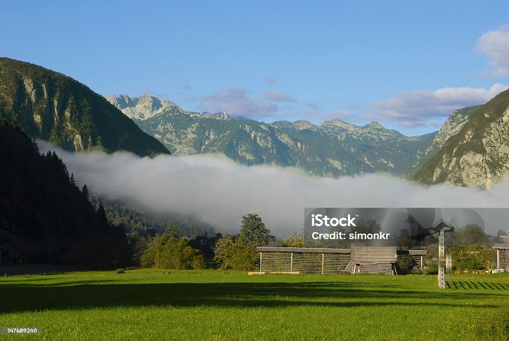 Grüne Feld in den Morgen - Lizenzfrei Baum Stock-Foto