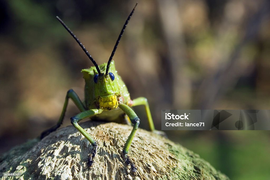 Locusta - Foto stock royalty-free di A testa alta