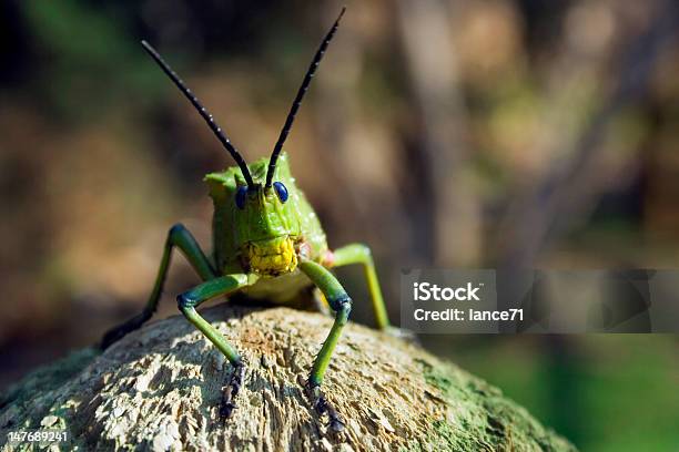 Locusta - Fotografie stock e altre immagini di A testa alta - A testa alta, Animale nocivo, Animale selvatico