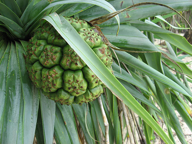 Pandanas Palm frutta - foto stock