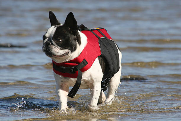 istock French Bulldog in Lifevest 147689539