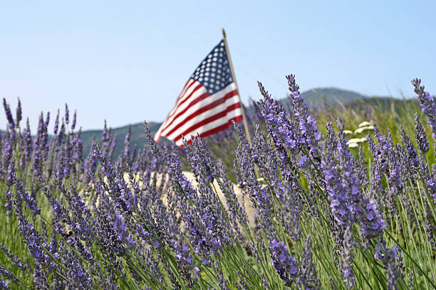 American Flag in a Field of Lavendar An American flag blowing in the breeze amongst a field of lavendar with a bee on one of the flowers against a blue sky. american flag flowers stock pictures, royalty-free photos & images