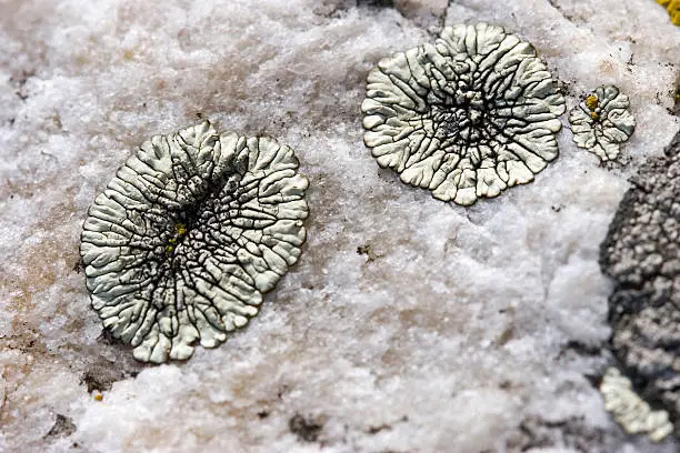 Lichen on the white stone