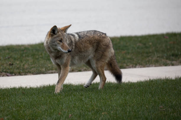 istock Urban Coyote Walking Down Sidewalk 1476897907