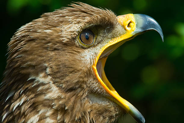 steppe eagle close-up of a steppe eagle (Aquila nipalensis) steppe eagle aquila nipalensis detail of eagles head stock pictures, royalty-free photos & images