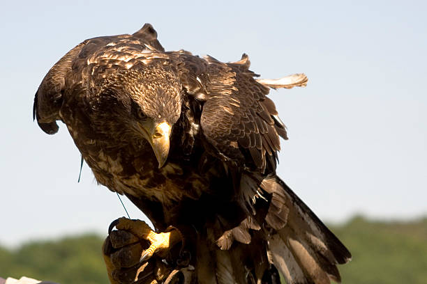 Hawk on falconer hand stock photo