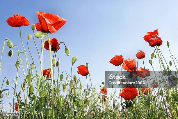 Foto de Poppies No Céu Fundo Vermelho e mais fotos de stock de Azul - Azul, Beleza, Beleza natural - Natureza