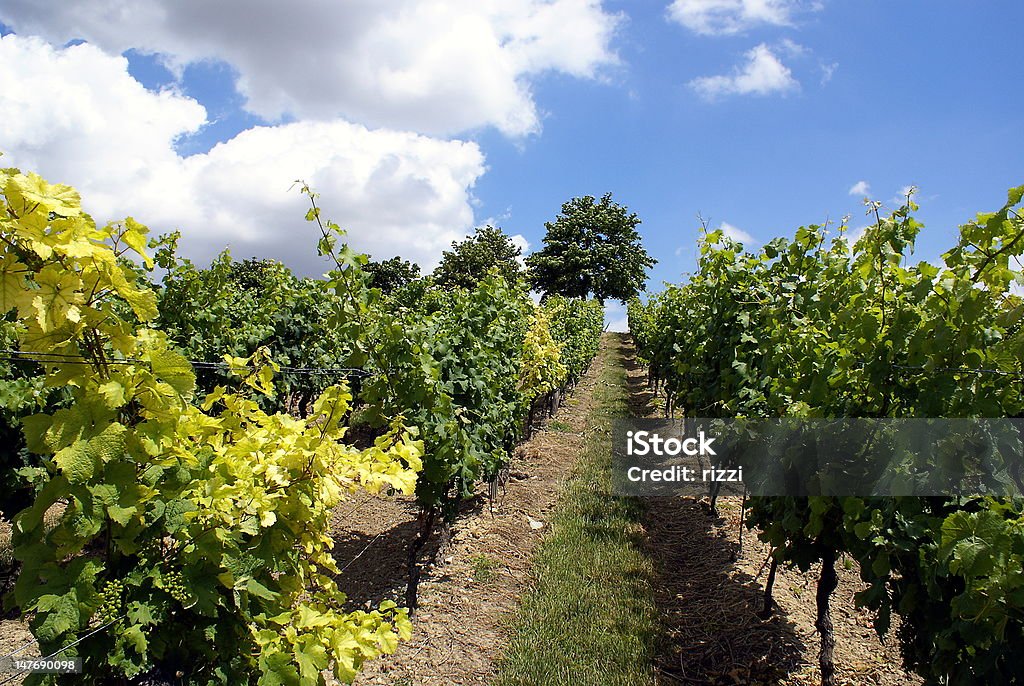 Entre las viñas - Foto de stock de Vino libre de derechos