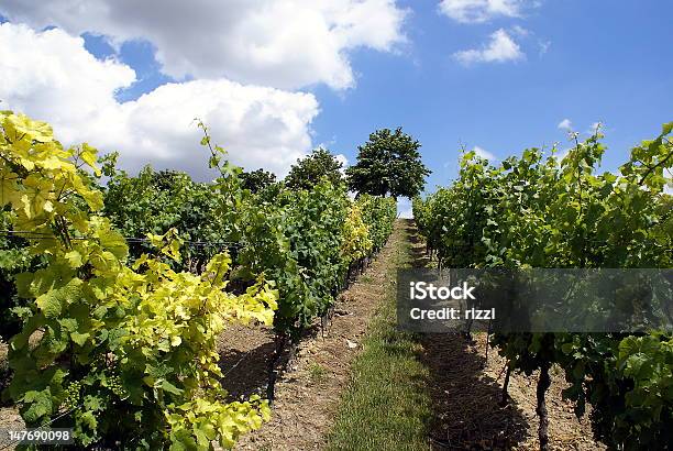 Entre Las Viñas Foto de stock y más banco de imágenes de Vino - Vino, Aire libre, Cielo